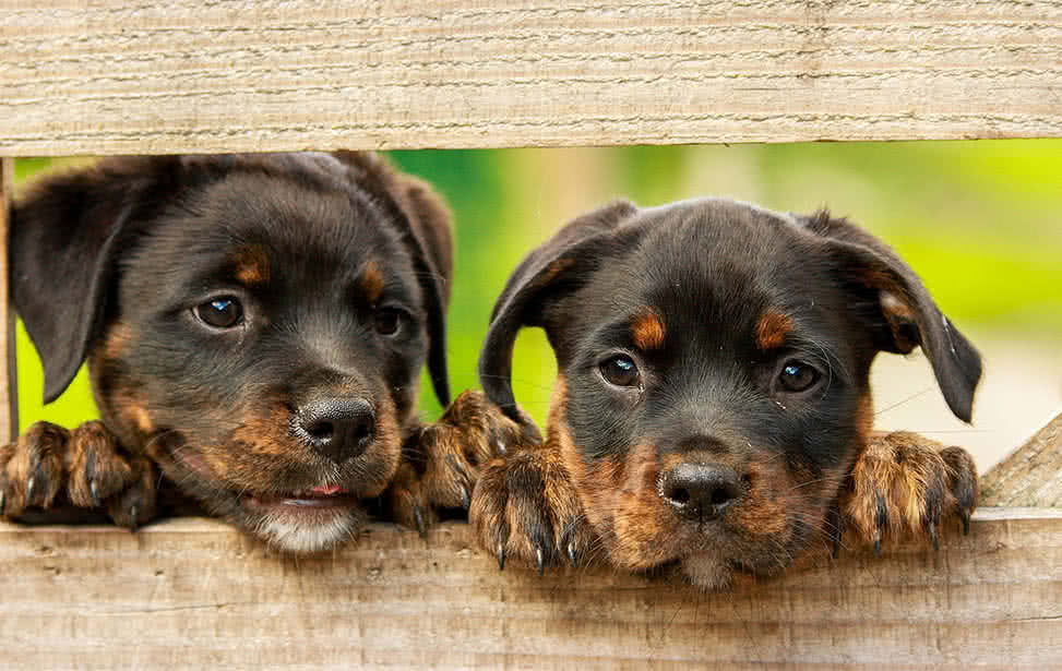 知名寵物飼料專賣店