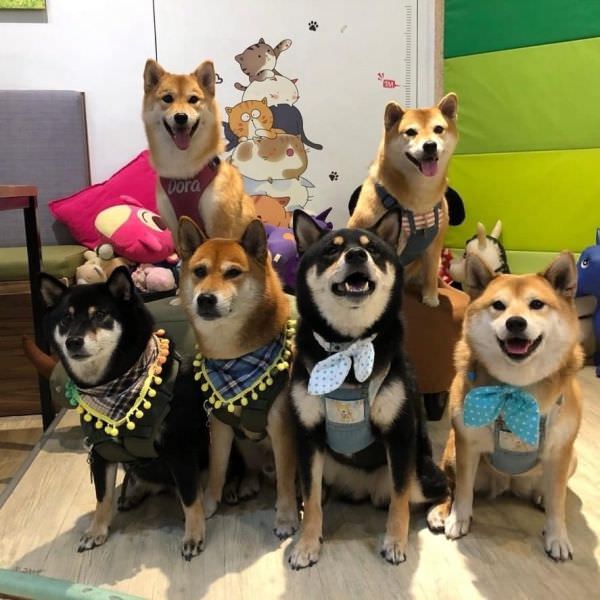 森林小徑精誠店對寵物超友善